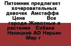 Питомник предлагает 2-хочаровательных девочек  Амстаффа › Цена ­ 25 000 - Все города Животные и растения » Собаки   . Ненецкий АО,Нарьян-Мар г.